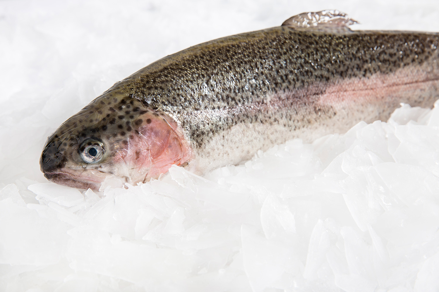 Fresh Ocean Trout Whole Fish Delivery Central Coast