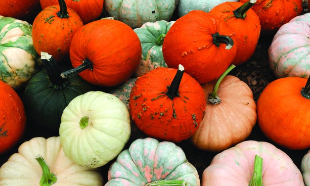 Brazos Valley Pumpkin Patches