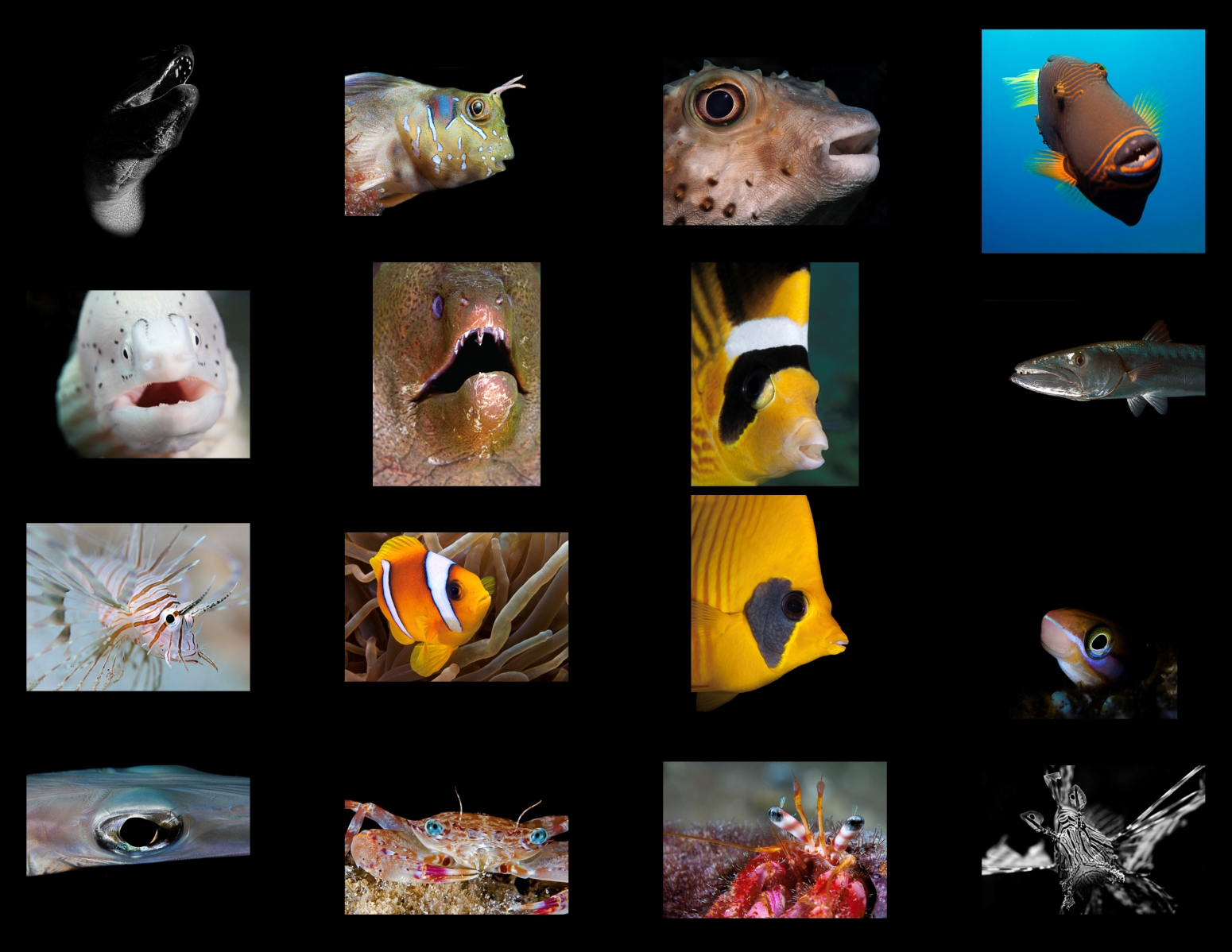 Portfolios Presenting Your Work XRay Mag