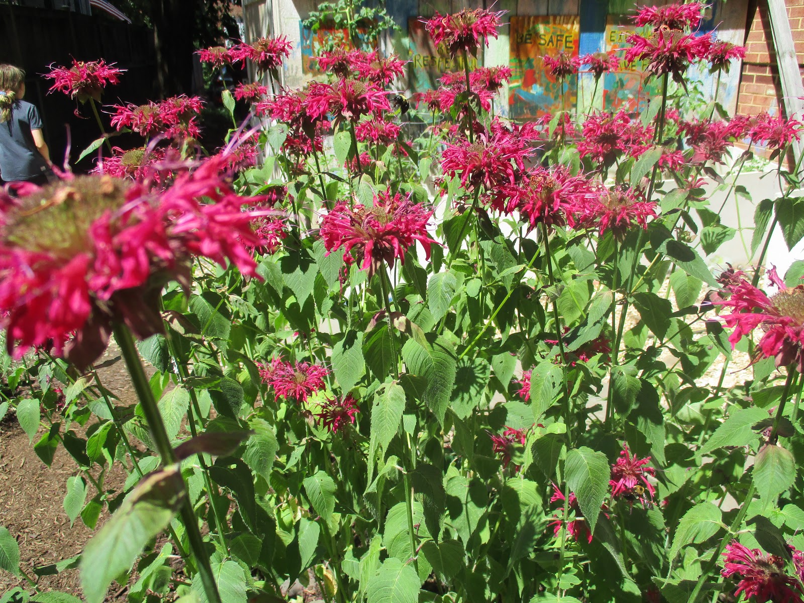 Klara Young’s Blog Posts CASA at Sheridan Blog