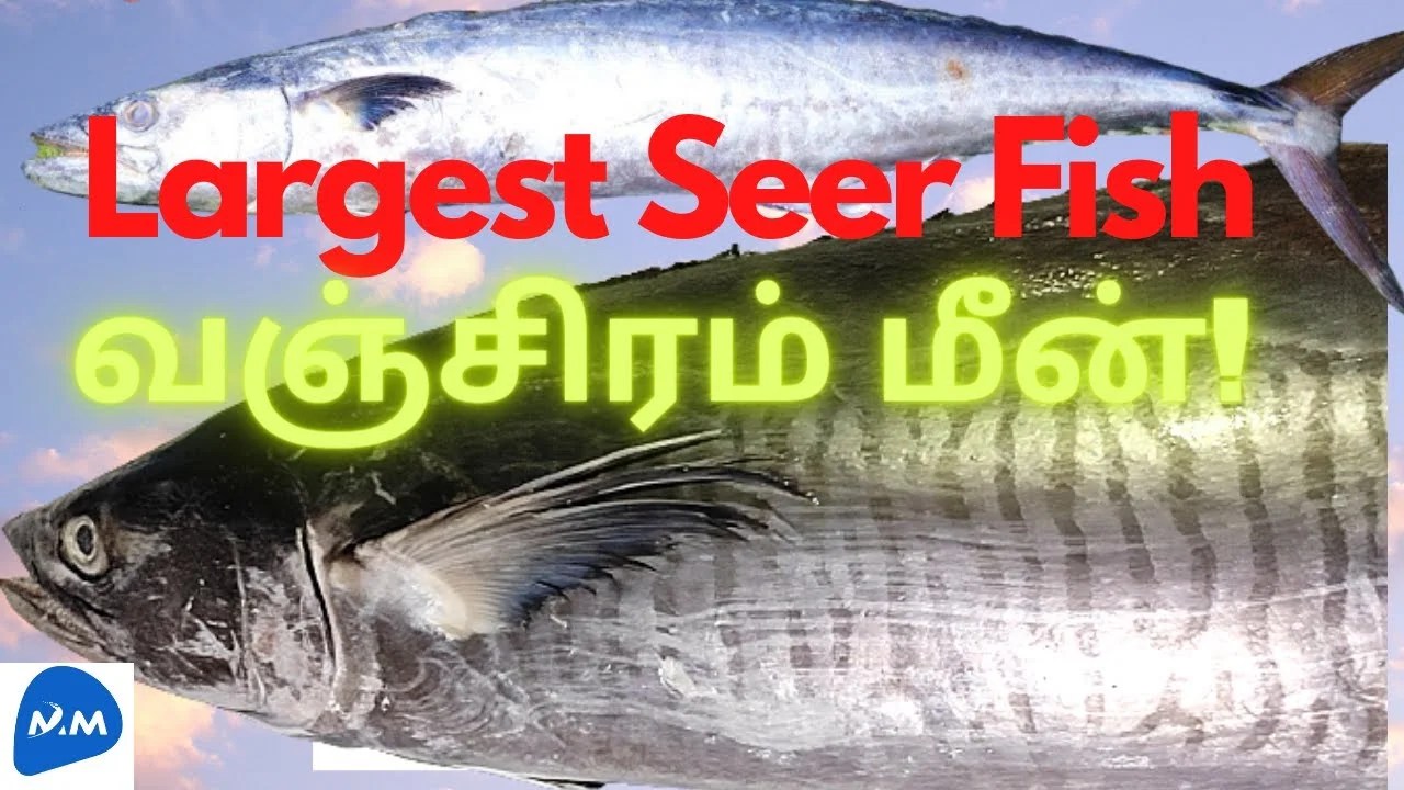 Vanjaram Fish