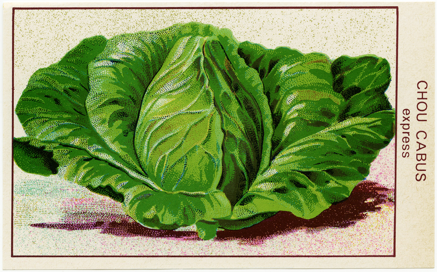 Free Vintage Image French Cabbage Seed Packet Label The Old Design Shop