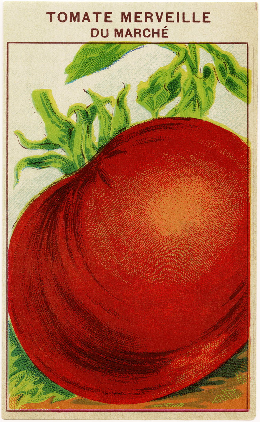Tomato French Seed Label Free Vintage Image The Old Design Shop