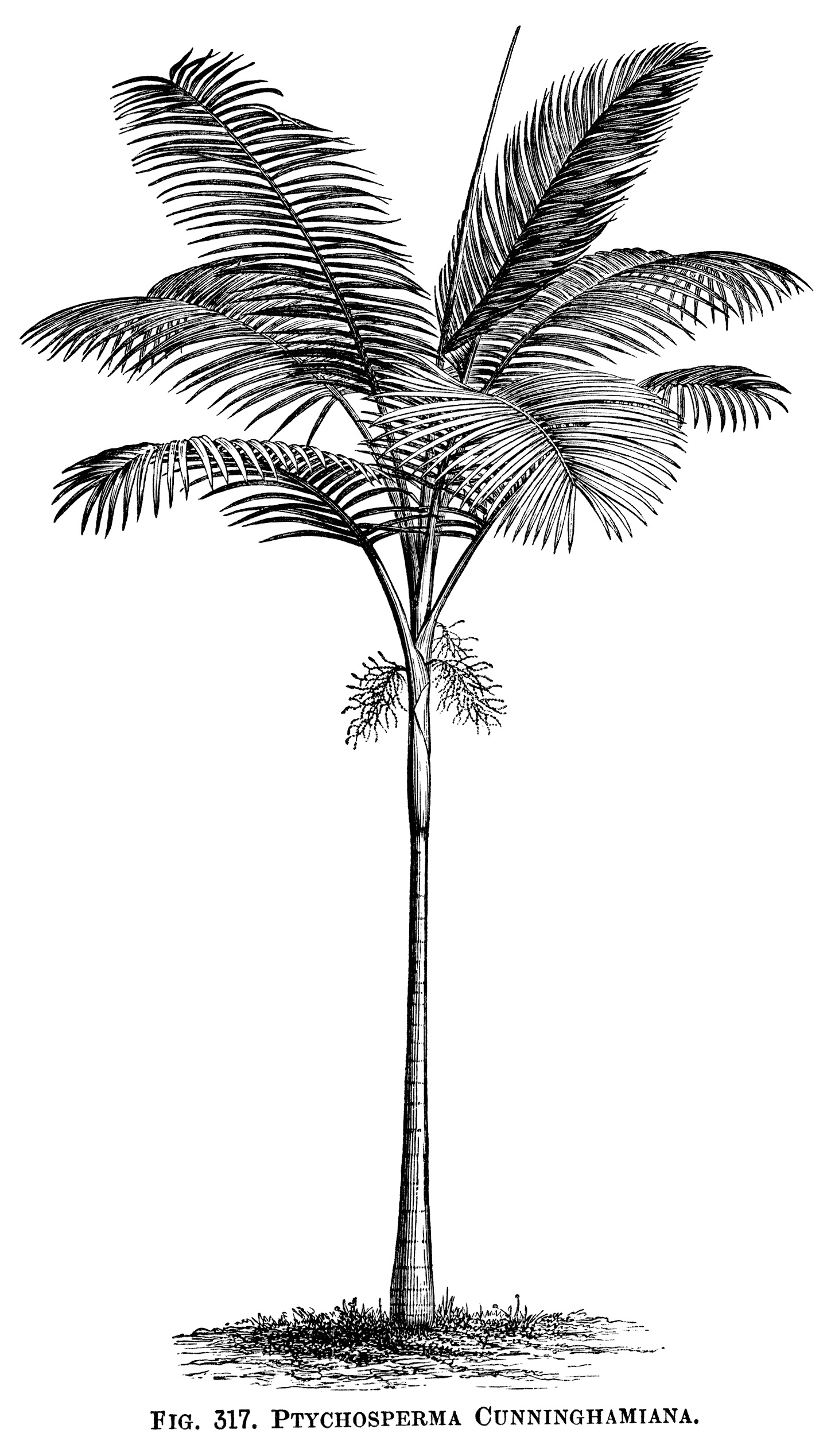 Palm Tree Free Vintage Clip Art Old Design Shop Blog
