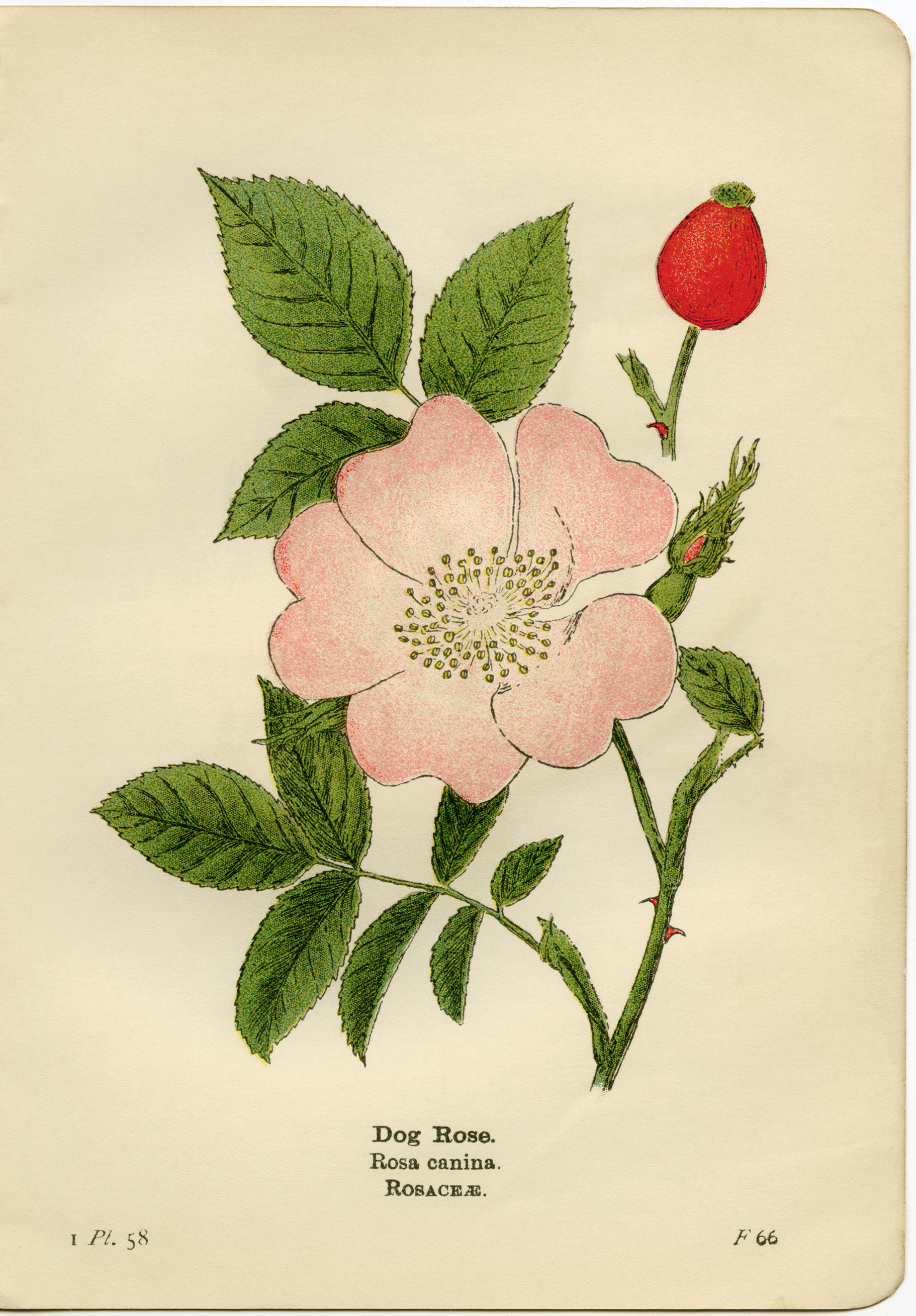 Dog Rose Flower Best Flower Site