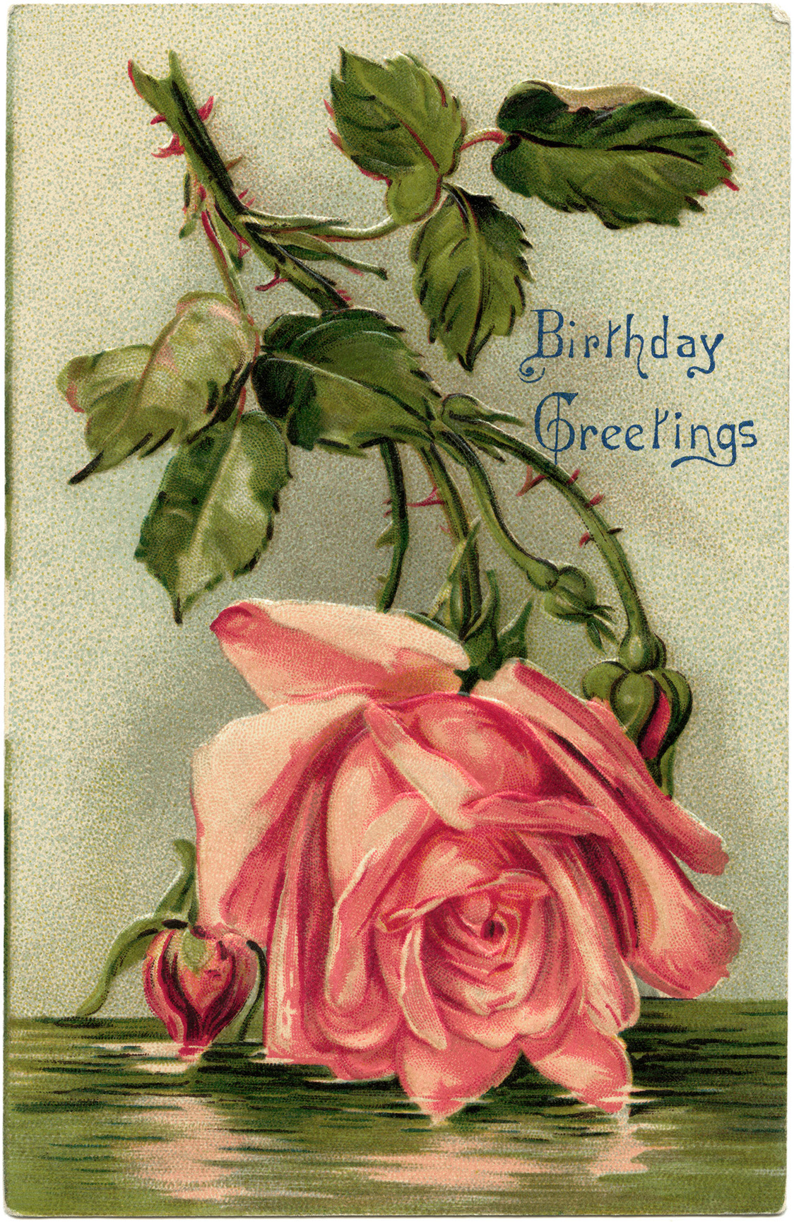 Pink Rose Vintage Birthday Postcard The Old Design Shop