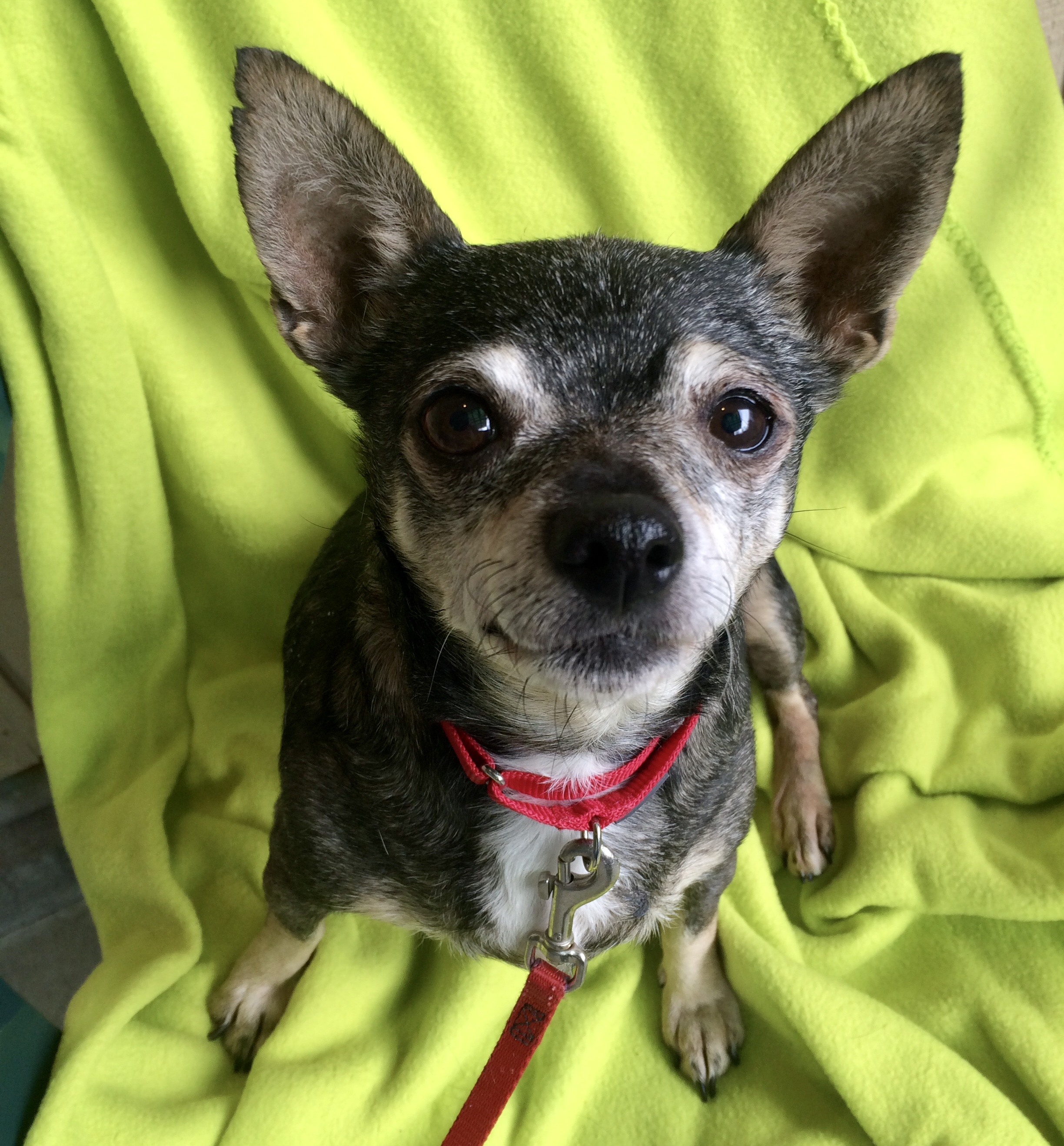 Judy • Old Dog Haven