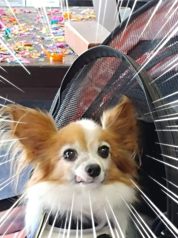 Why Does My Dog Growl When I Pick Him Up