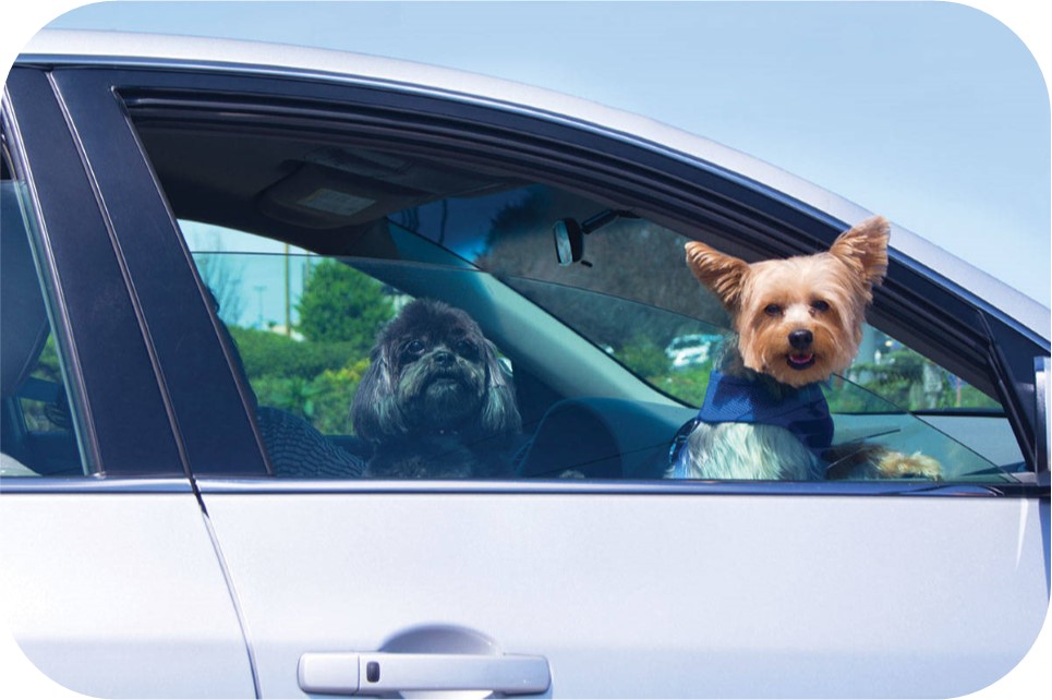 The Dangers of Leaving Your Dog in the Car • Old Dog Haven