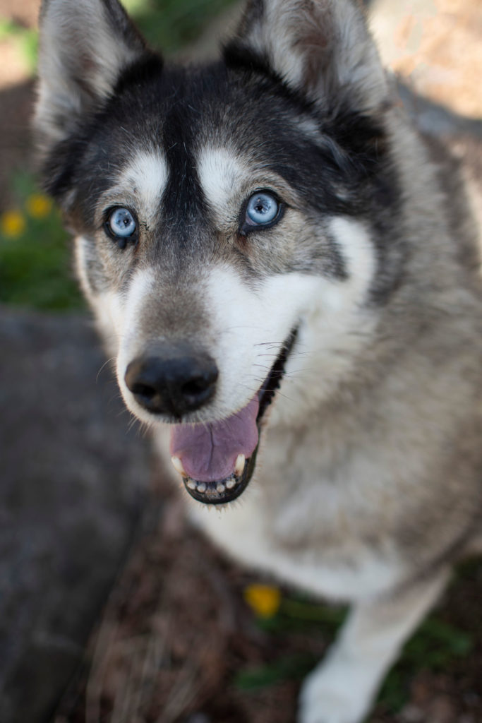 Adoptable • Dog Category • Old Dog Haven • Page 2