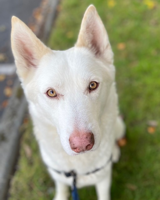 Is 8 Years Old Too Old To Breed A Dog