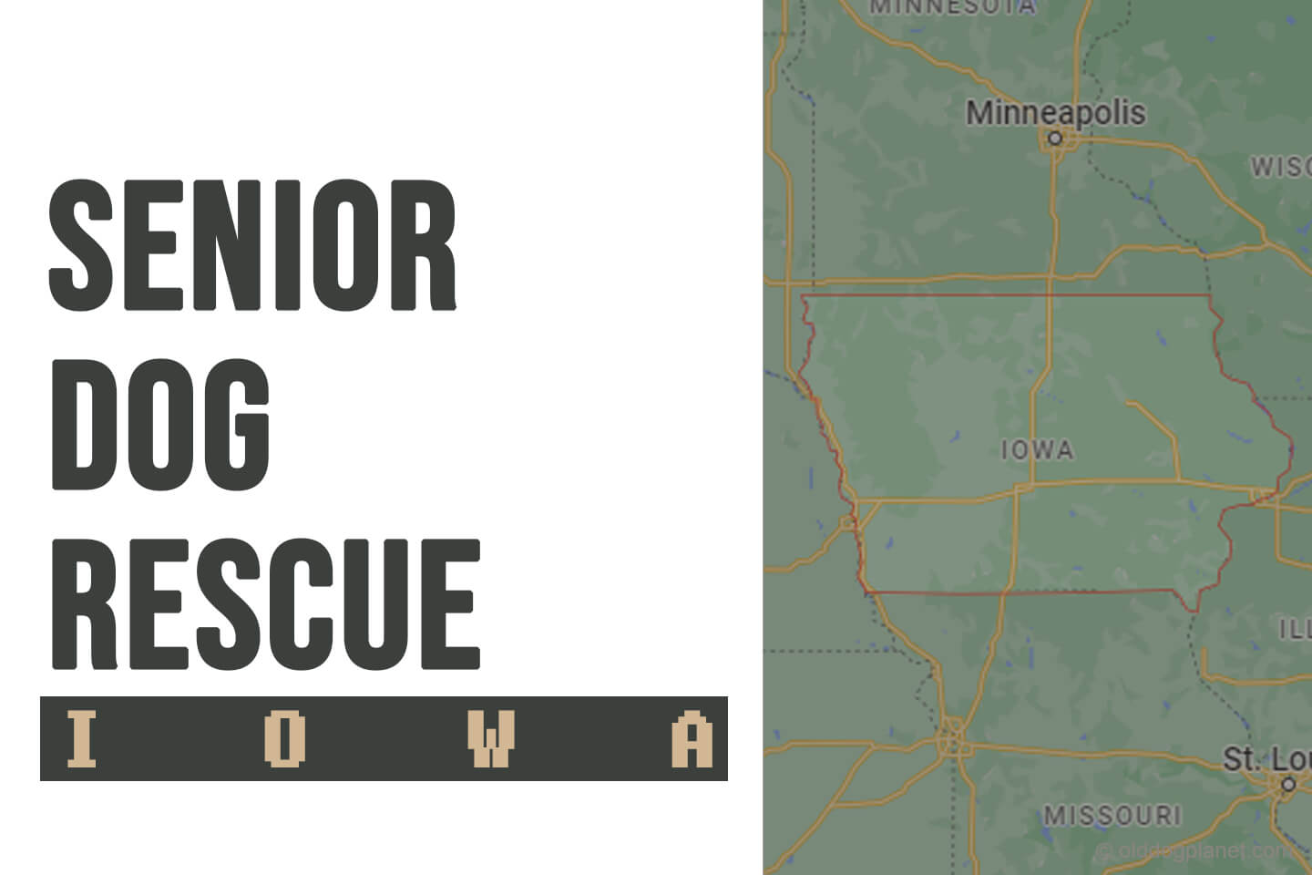 Senior Dog Rescue Iowa 2023