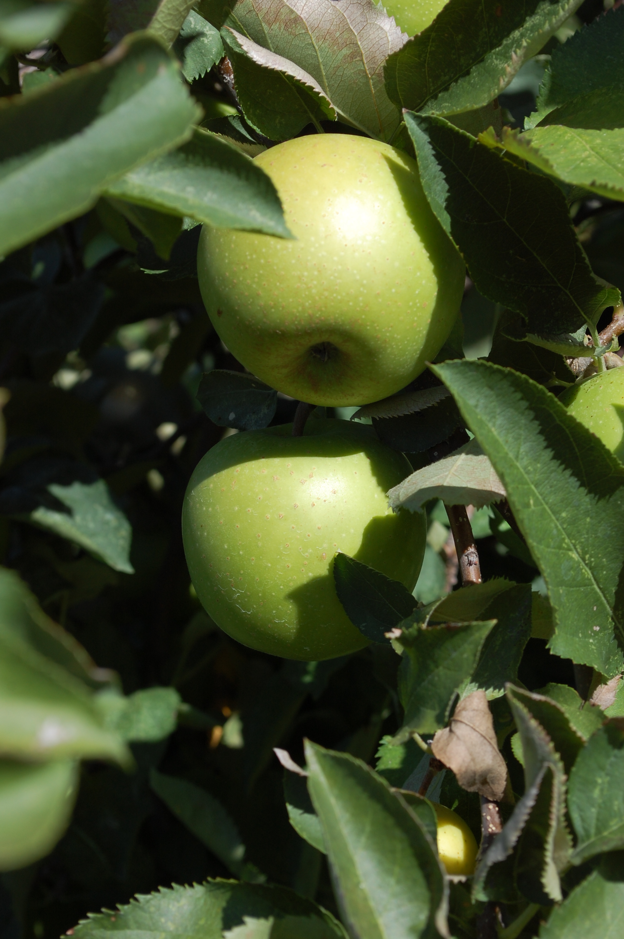 Apple of the Week Yellow Delicious Doll's Orchards, LLCDoll's