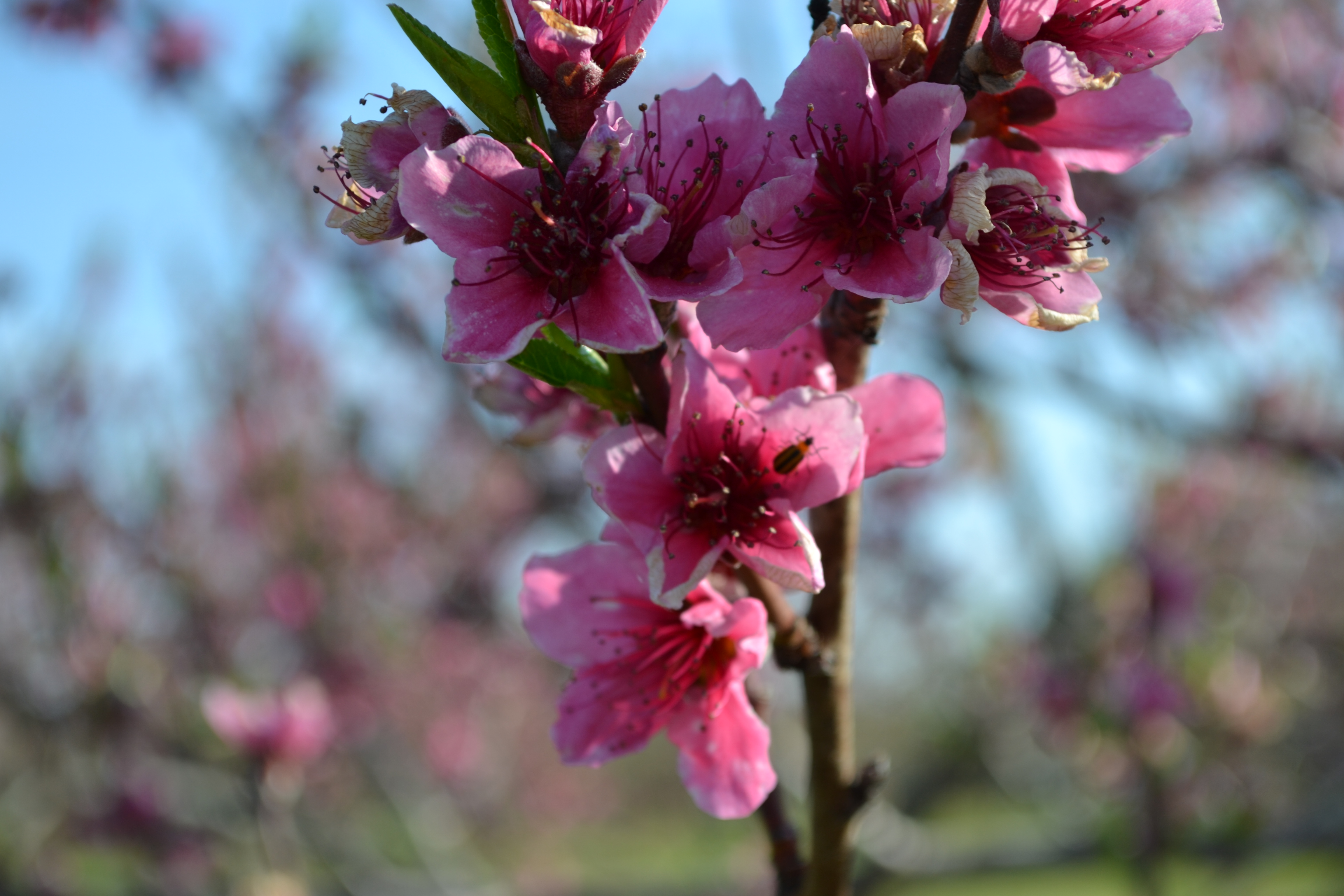 2016 Bloom Doll's Orchards, LLCDoll's Orchards, LLC