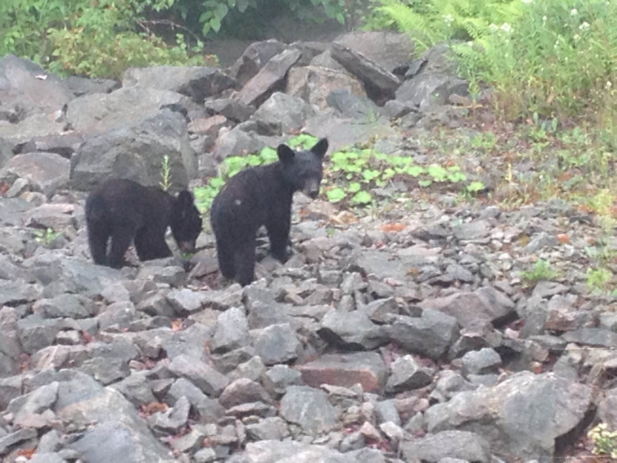 Rental Homes Old Rentals