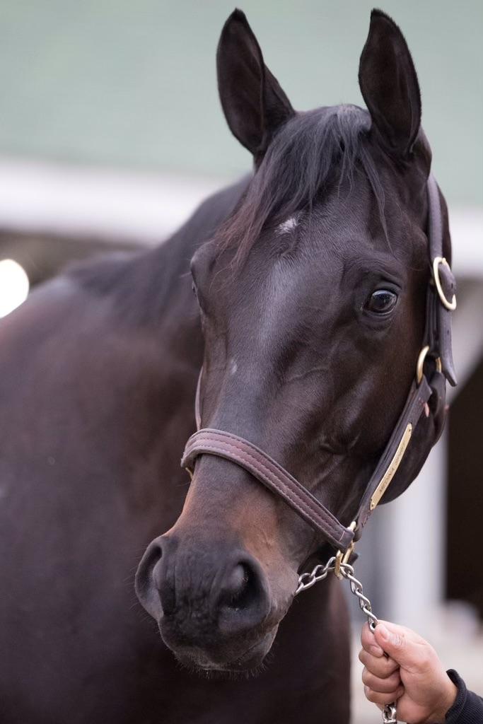 Medina Spirit to be Buried at Old Friends Old Friend Equine