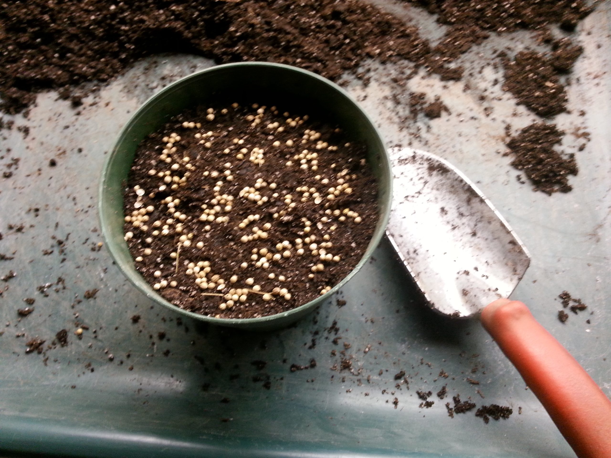 How to grow Cilantro With No Bolting Old Guy Gardener