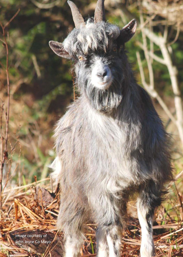 Contact The Old Irish Goat