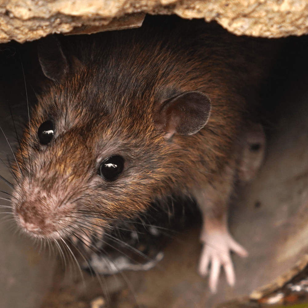 Toprated Victoria Pest Control Experts Trusted Exterminator Since 2002