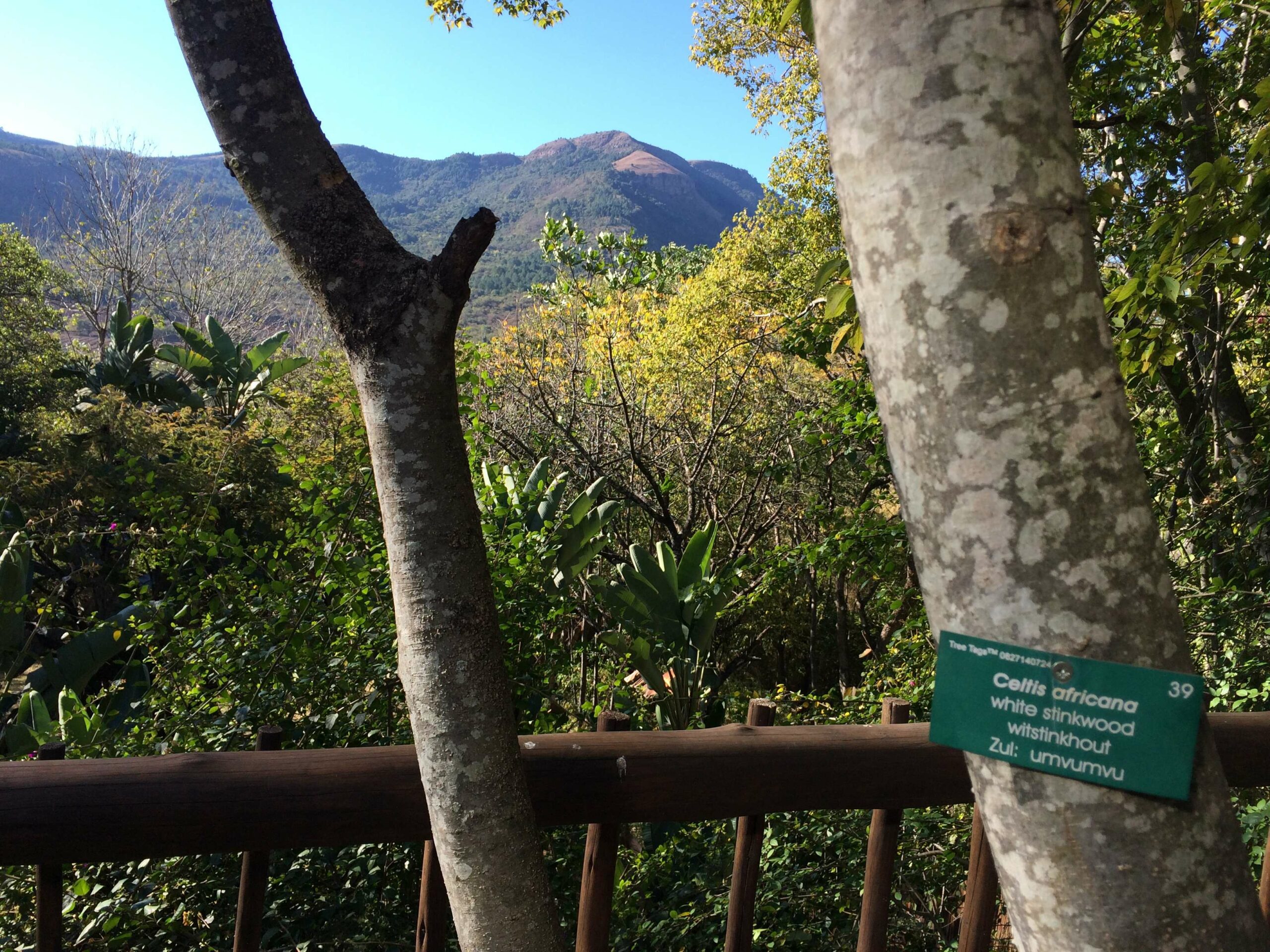 MarkedTree Old Joe's Kaia