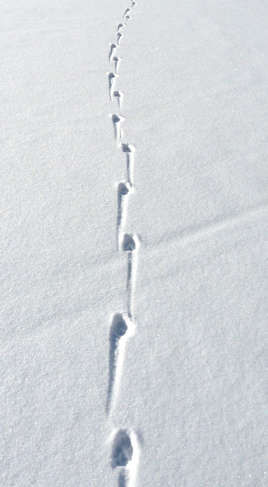 Animal Tracking The Old Naturalist