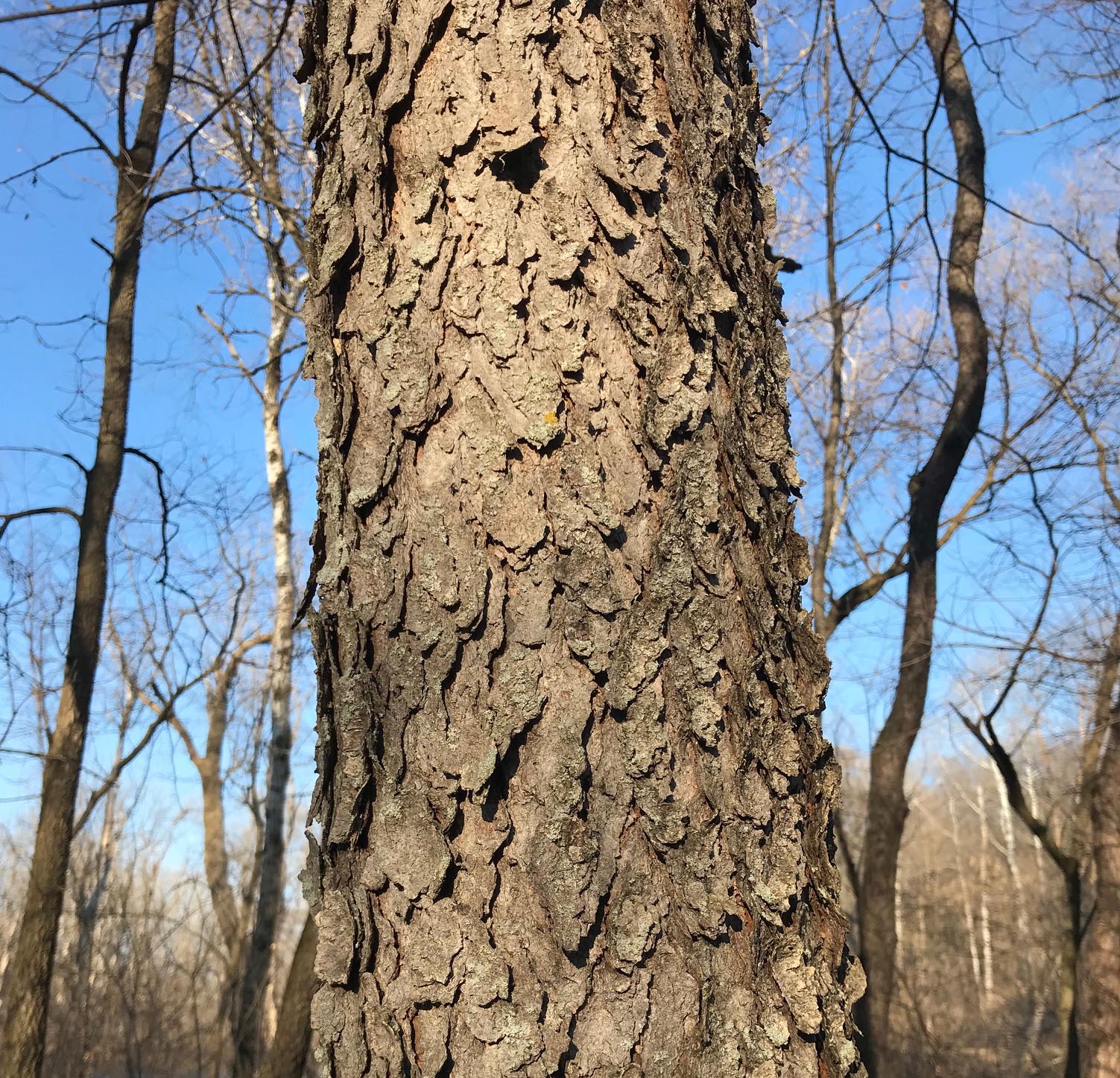 Spring Nature School Lesson 2 Forests in Early Spring The Old