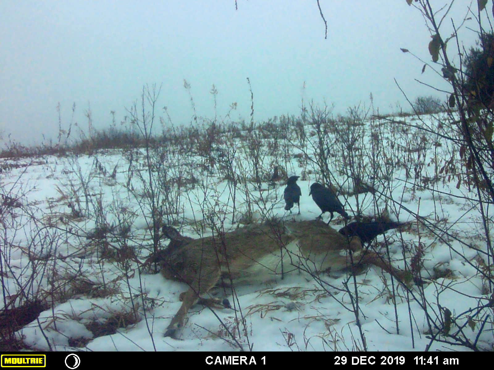 Good Use for a Roadkill Deer The Old Naturalist