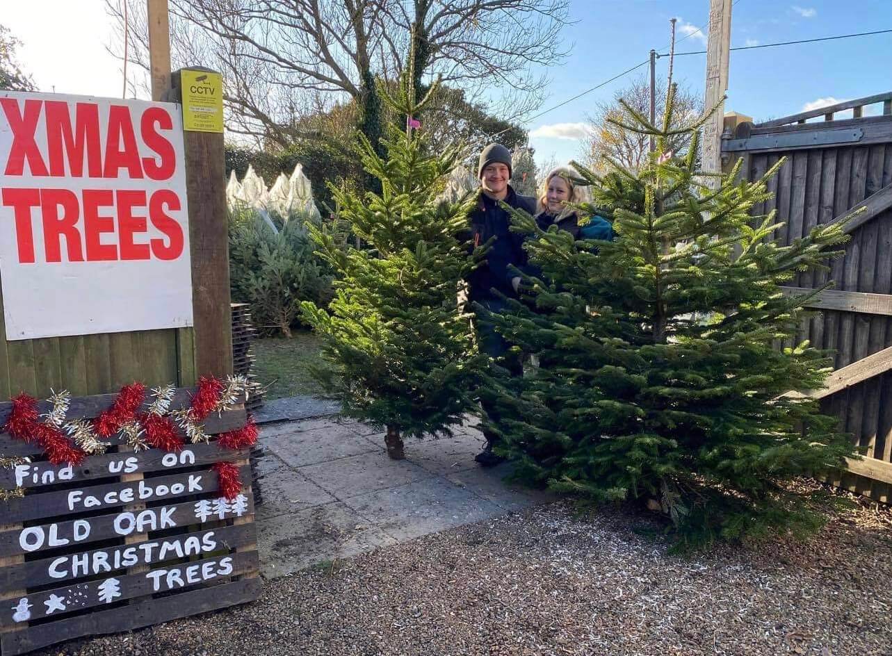Old Oak Christmas Trees The BEST Christmas Trees in Sussex!