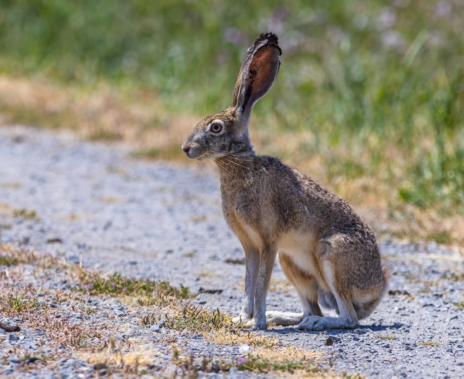 How to Hunt Jackrabbits Simple Guide Old Oak Syndicate