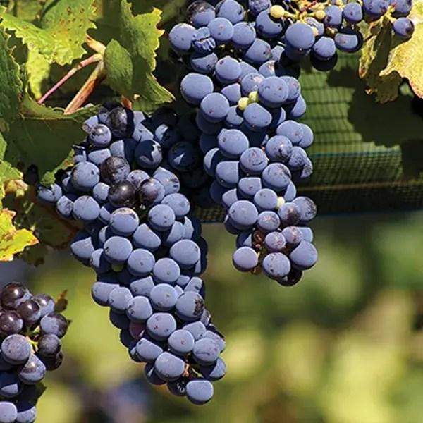 Old Pueblo Cellars Natural Winery & Tasting Room In Tucson Arizona