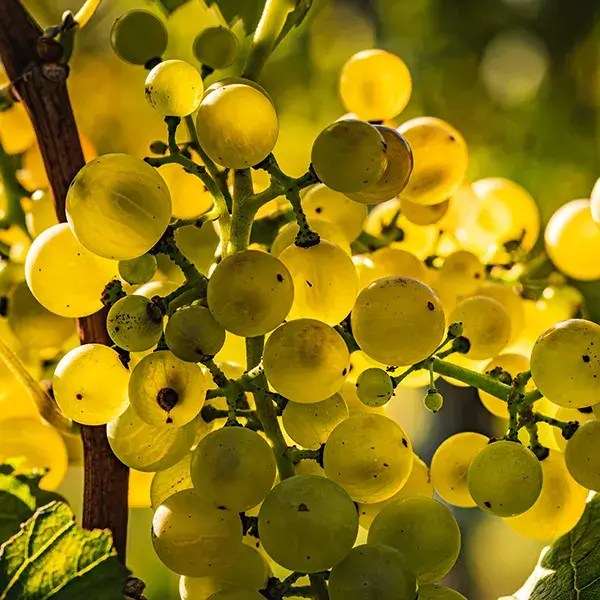 Old Pueblo Cellars Natural Winery & Tasting Room In Tucson Arizona