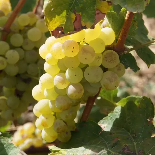 Old Pueblo Cellars Natural Winery & Tasting Room In Tucson Arizona