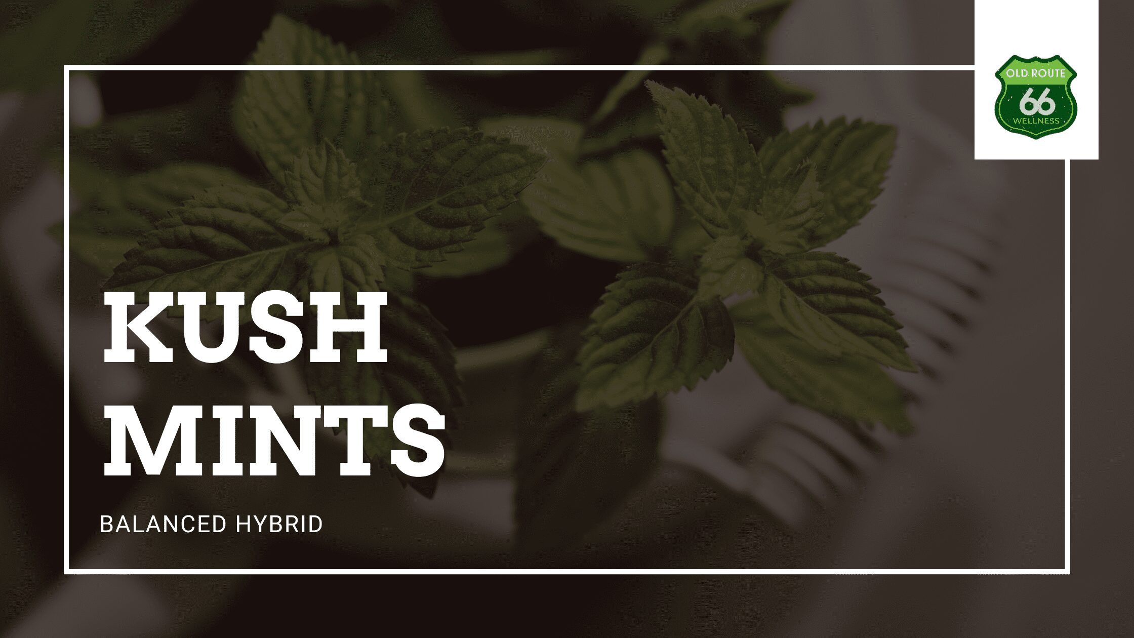 Kush Mints Medical Marijuana and Cannabis Hybrid Strain with High THC