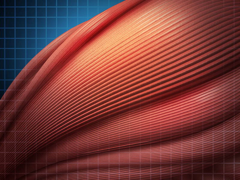 What Is Hypertrophy? Maximize Your Muscle Growth Old School Labs