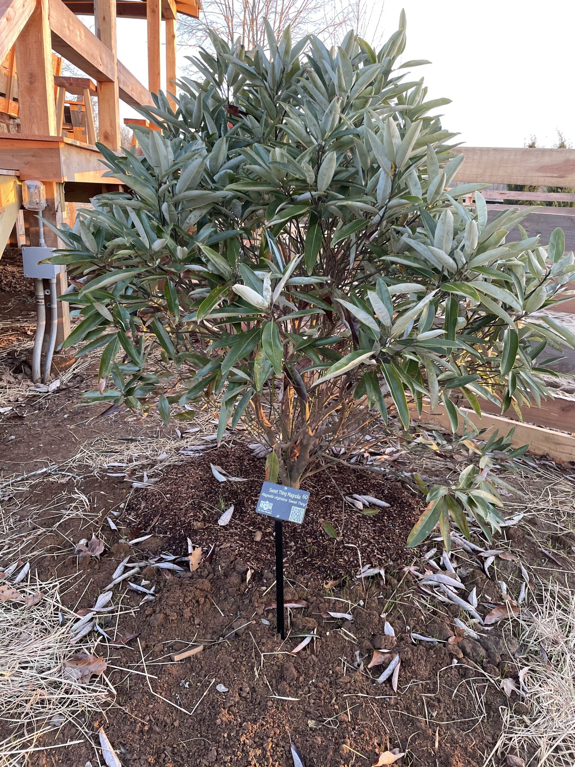 Sweet Thing™ Magnolia Old Town