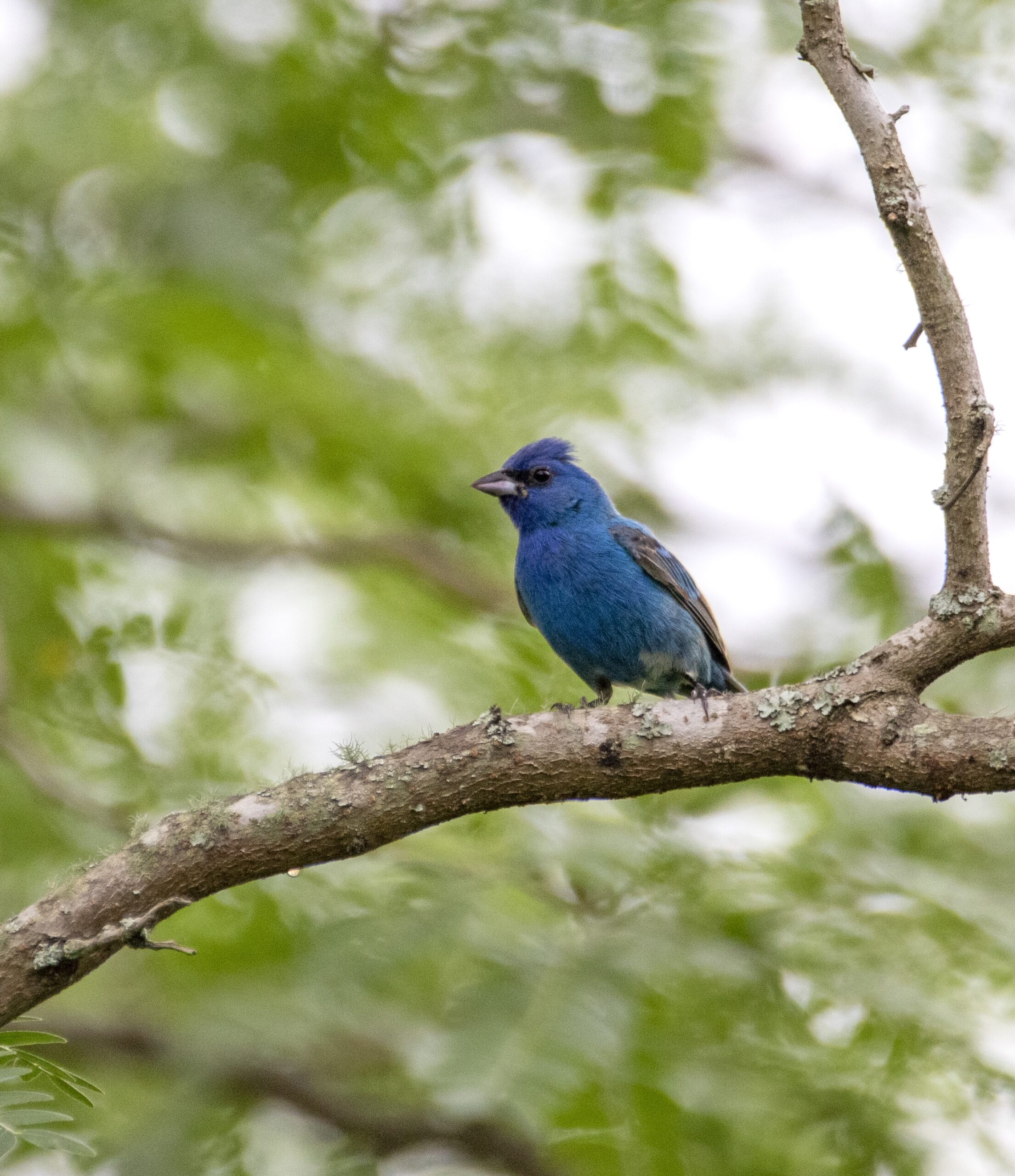Indigo Bunting Old Town