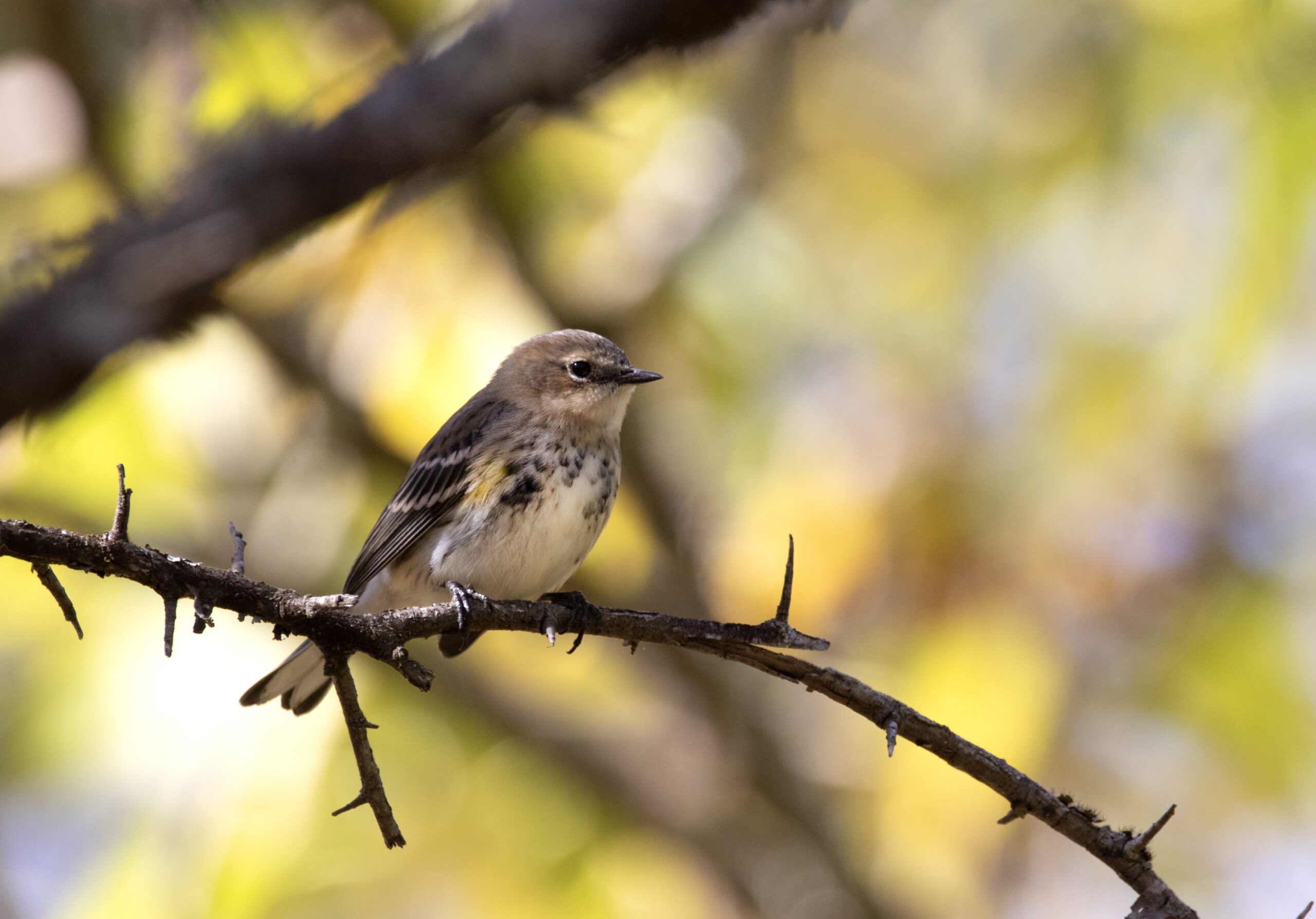 Yellowrumped Warbler Old Town