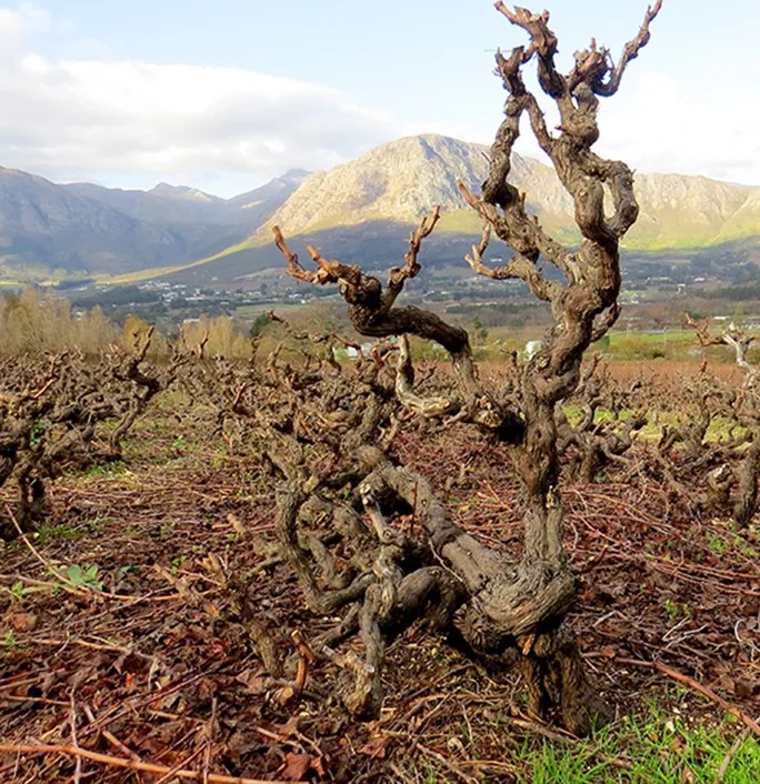 About Old Vine Project Old Vine Project