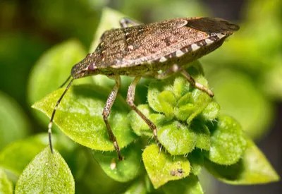 battling stink bugs