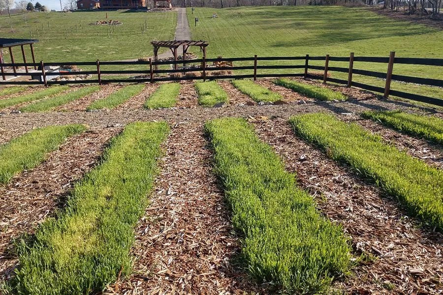 raised row garden in early spring