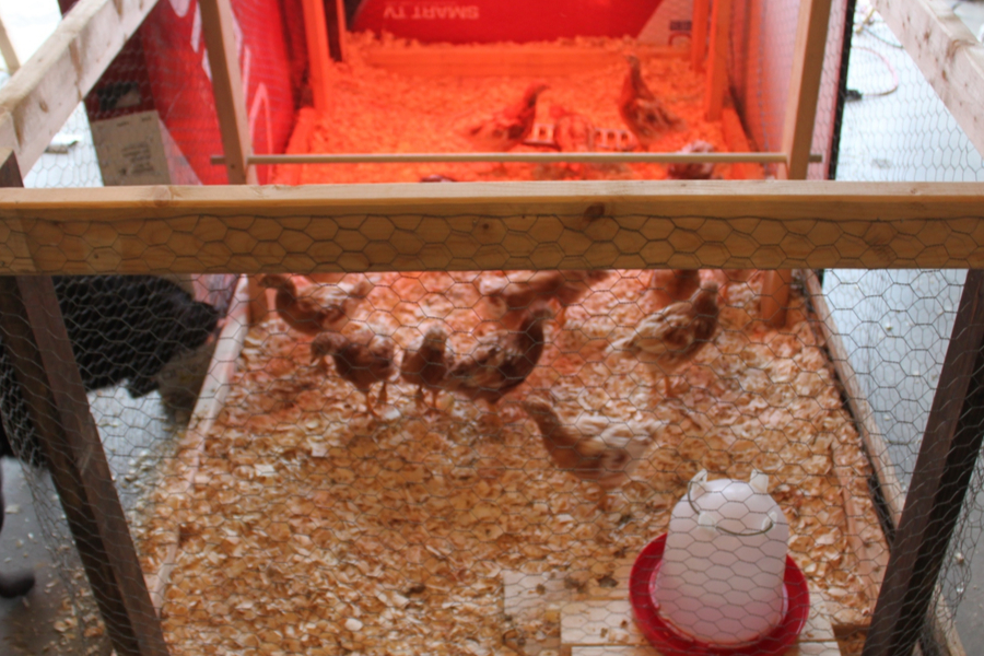 How To Raise Chickens The Simple Secrets To A Great Backyard Flock!