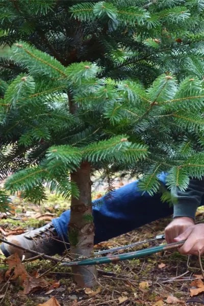 visiting a tree farm