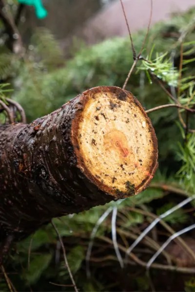 Cutting down a Christmas tree
