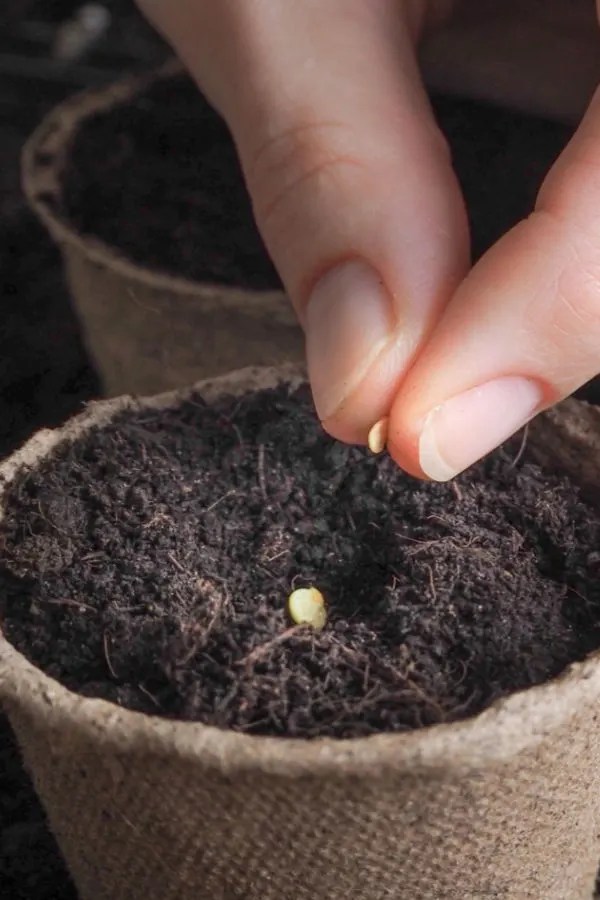 How To Start Seeds Indoors 6 Simple Secrets To Great Plants!