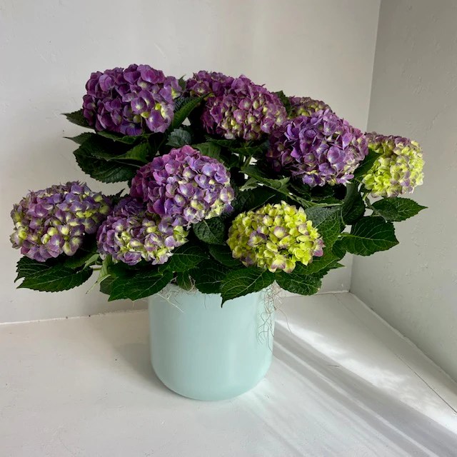 5 Plants and Flowers That Bring Good Luck and Positive Energy