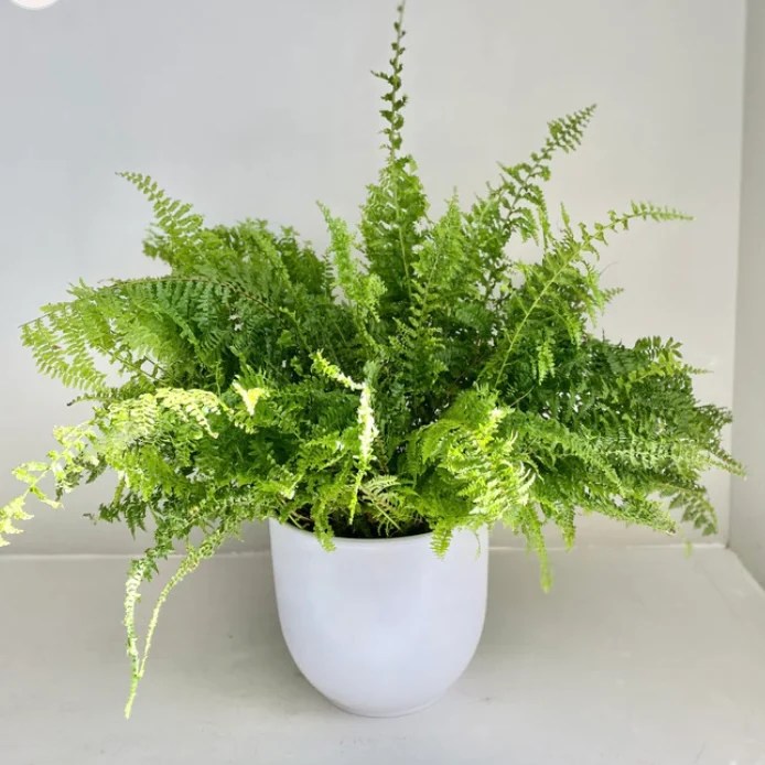 How to Repot Your Houseplants Oleander Floral Design