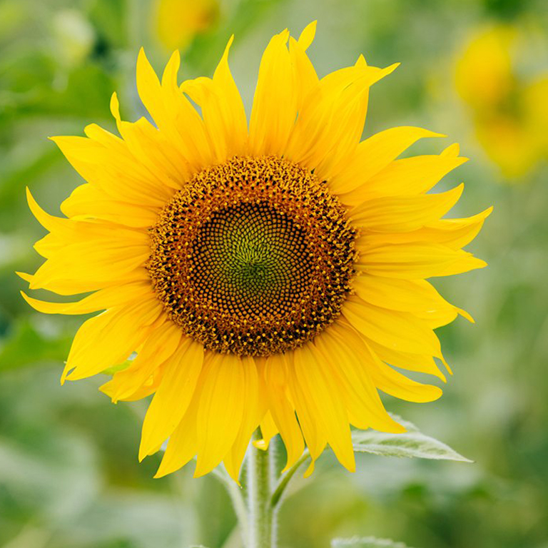 Distilled Sunflower Fatty Acid Oleo Misr