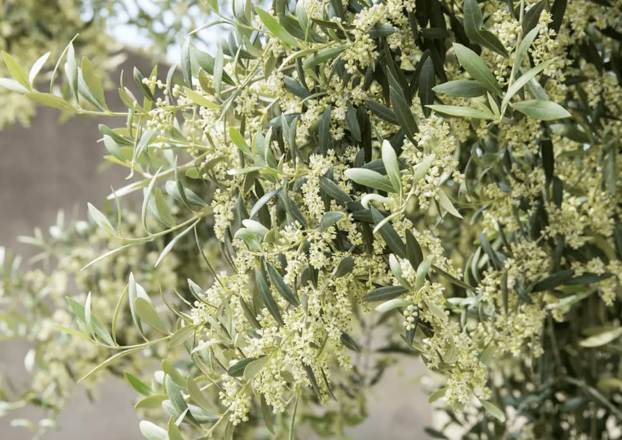 La flor del olivo y su importancia en la elaboración de AOVE Oleopalma