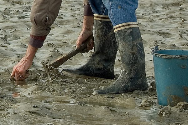 La Pêche à Pied sur l'île d'Oléron