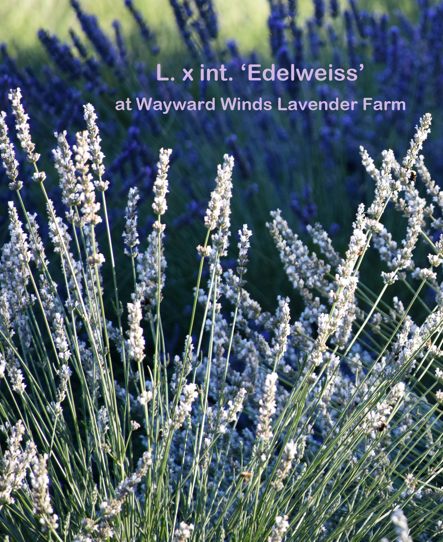 Edelweiss Wayward Winds Lavender